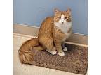 Adopt Merida a Orange or Red Domestic Mediumhair / Mixed cat in Milford