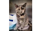 Adopt Decka a Domestic Shorthair (short coat) cat in Linton, IN (38795983)