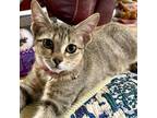 Adopt Charlotte a Brown or Chocolate Domestic Shorthair / Mixed cat in Denison