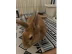 Adopt Sunny a Other/Unknown / Mixed rabbit in Fountain Valley, CA (38795843)