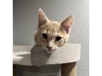 Adopt Knox a Tan or Fawn Tabby Domestic Shorthair / Mixed cat in Albert Lea