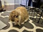 Adopt Bugs a Lop-Eared / Mixed rabbit in Fountain Valley, CA (38795789)