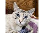 Adopt Seraphina a Tortoiseshell Colorpoint Shorthair / Mixed cat in SHERIDAN