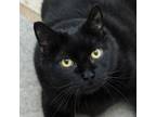 Adopt Zack a All Black Domestic Shorthair / Mixed cat in Middletown