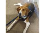 Adopt Milo a Tan/Yellow/Fawn Coonhound / Mixed dog in Lynchburg, VA (38795693)