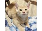 Adopt Tango a Tan or Fawn Tabby Domestic Shorthair / Mixed cat in Folsom
