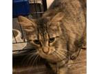 Adopt Azalea a Brown or Chocolate Domestic Shorthair / Mixed cat in Folsom
