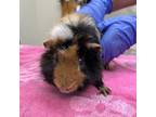 Adopt Banana a Guinea Pig small animal in Riverside, RI (38795595)
