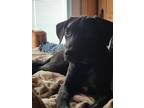 Adopt Matilda a Black - with White Retriever (Unknown Type) dog in Emory