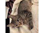 Adopt Marvel a Gray or Blue Domestic Shorthair / Mixed cat in Carmel