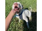 Adopt Hippo a White - with Tan, Yellow or Fawn Pit Bull Terrier / Mixed dog in