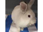 Adopt Twinkie - Claremont Location a Lionhead / Mixed rabbit in Chino Hills