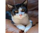 Adopt Nova a All Black Domestic Shorthair / Mixed cat in Galveston