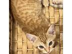 Adopt Dash a Orange or Red Domestic Shorthair / Mixed cat in Galveston
