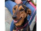 Adopt CARLA a Black - with Brown, Red, Golden, Orange or Chestnut Mixed Breed