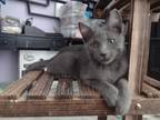 Adopt Lollipop a Gray or Blue Russian Blue (short coat) cat in Acton