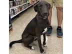 Adopt Piper a Black Labrador Retriever / Collie / Mixed dog in Pineville