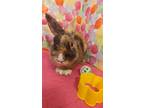Adopt Jenkins a Tri-color Harlequin / Mixed (short coat) rabbit in lake