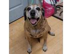 Adopt Amy a Brindle Catahoula Leopard Dog / Mixed Breed (Medium) / Mixed dog in