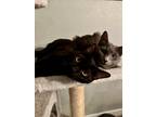 Adopt Kiwi (and Peaches) a All Black Domestic Shorthair (short coat) cat in