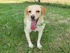 Adopt Ekong a Tan/Yellow/Fawn Jindo / Mixed dog in Toronto, ON (38794937)