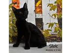 Adopt Slick a All Black Domestic Shorthair / Mixed cat in Yuma, AZ (38794920)