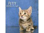 Adopt Petty a All Black Domestic Shorthair / Mixed cat in Yuma, AZ (38794914)