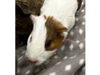Adopt Ricky *Bonded with Scotty and Pepe* a Guinea Pig small animal in