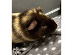 Adopt Scotty *Bonded with Ricky and Pepe* a Guinea Pig small animal in
