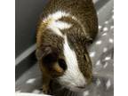 Adopt Pepe *Bonded with Ricky and Scotty* a Guinea Pig small animal in