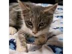 Adopt Levern a Gray or Blue American Shorthair / Mixed cat in Green Forest