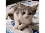 Adopt Sherly a White American Shorthair / Mixed cat in Green Forest