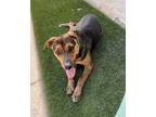 Adopt THOR TAN a Black - with Brown, Red, Golden, Orange or Chestnut Catahoula
