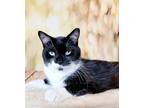 Adopt Grant a Black & White or Tuxedo Domestic Shorthair (short coat) cat in