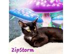 Adopt ZipStorm a Black (Mostly) Domestic Shorthair (short coat) cat in