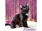Adopt MoonBow a Black (Mostly) Domestic Shorthair (short coat) cat in
