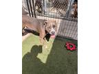 Adopt SAINT a Gray/Blue/Silver/Salt & Pepper Pit Bull Terrier / Mixed dog in Las
