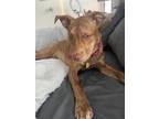 Adopt RYLEY a Brindle Husky / Pit Bull Terrier / Mixed dog in Las Vegas
