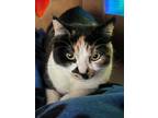 Adopt SABRINA a Calico or Dilute Calico Calico (short coat) cat in Las Vegas