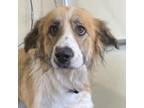 Adopt Lia a White - with Tan, Yellow or Fawn Mixed Breed (Large) / Mixed dog in