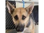 Adopt Mali a Black Mixed Breed (Medium) / Mixed dog in Las Cruces, NM (38794538)
