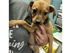Adopt Twinkle a Terrier (Unknown Type, Small) / Mixed dog in Abilene
