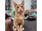 Adopt Oraiste a Orange or Red Domestic Shorthair / Mixed cat in Rochester