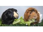 Adopt Ken and Alan a Red Guinea Pig (long coat) small animal in Chicago