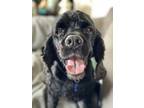 Adopt Weston a Black Cocker Spaniel / Mixed dog in Cape Coral, FL (38794183)