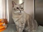 Adopt Mouse a Gray or Blue Domestic Shorthair (short coat) cat in Mesquite