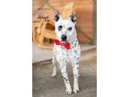 Adopt Valentino a White - with Black Australian Cattle Dog / Mixed dog in
