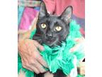 Adopt Klaus a All Black Domestic Shorthair (medium coat) cat in East Hartford