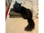 Adopt Bear a All Black Domestic Longhair (long coat) cat in Toronto