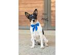 Adopt Reba a Black - with White Australian Cattle Dog / Mixed dog in